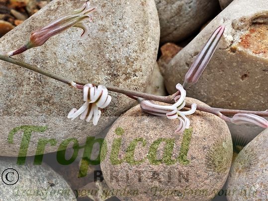 Haworthia fasciata 