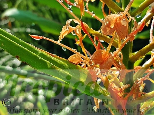 Hedychium coccineum