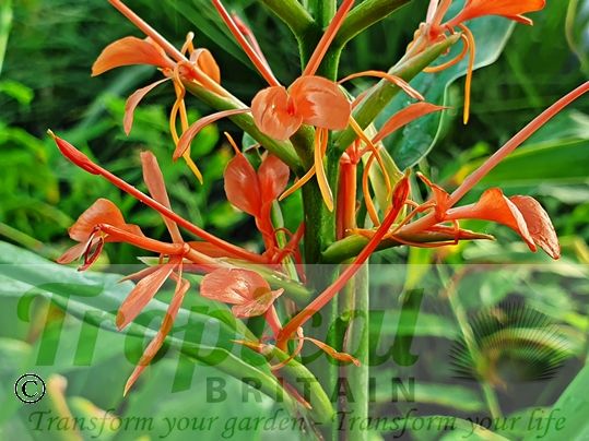 Hedychium coccineum