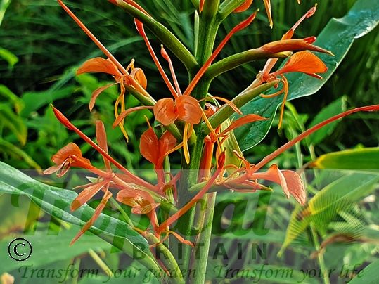 Hedychium coccineum