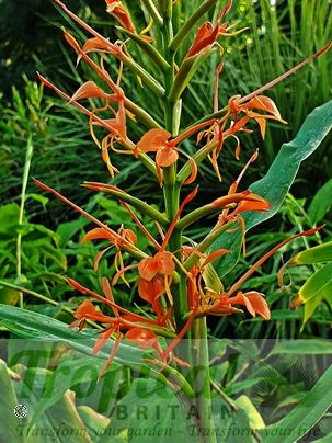 Hedychium coccineum