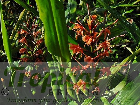 Hedychium coccineum
