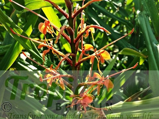 Hedychium coccineum