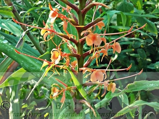 Hedychium coccineum