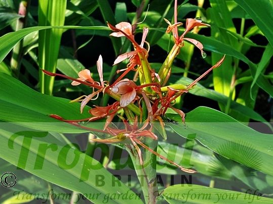 Hedychium coccineum