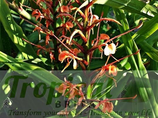 Hedychium coccineum