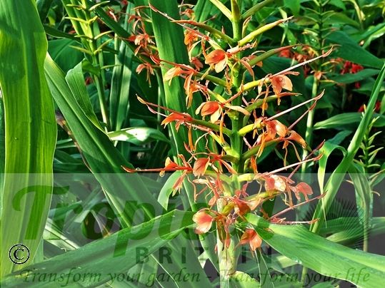 Hedychium coccineum