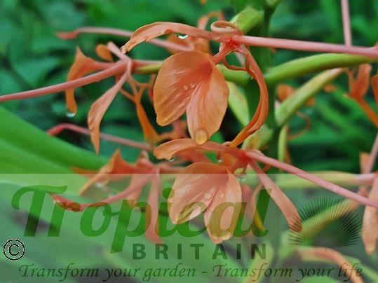 Hedychium coccineum