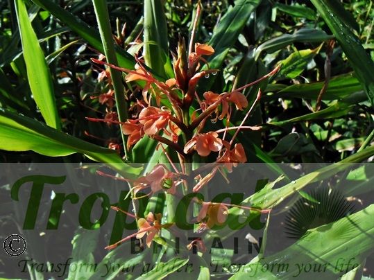 Hedychium coccineum