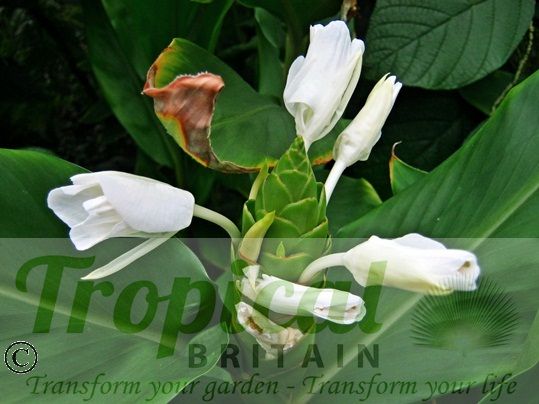 Hedychium coronarium