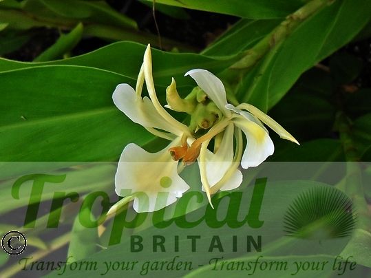Hedychium coronarium - variation on the flower colouration is not uncommon with a yellow spot appearing on some plants