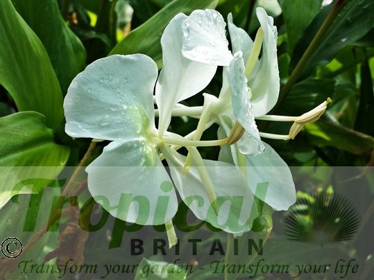 Hedychium coronarium