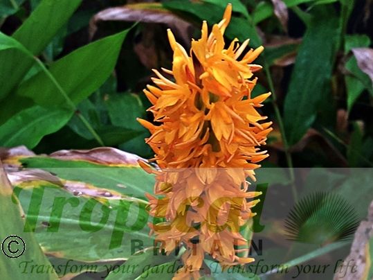 Hedychium densiflorum