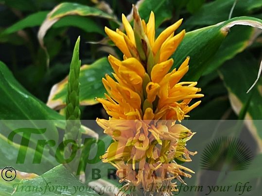 Hedychium densiflorum