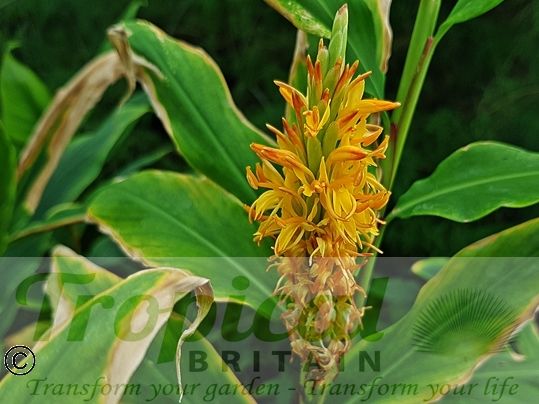 Hedychium densiflorum