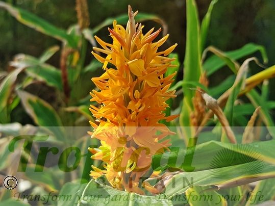 Hedychium densiflorum