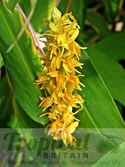 Hedychium densiflorum