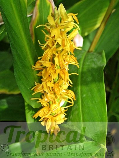 Hedychium densiflorum
