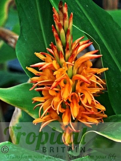 Hedychium densiflorum