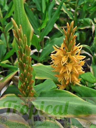 Hedychium densiflorum