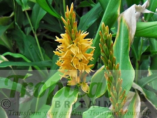 Hedychium densiflorum