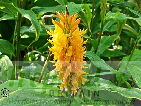 Hedychium densiflorum