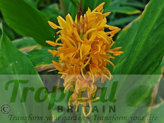 Hedychium densiflorum