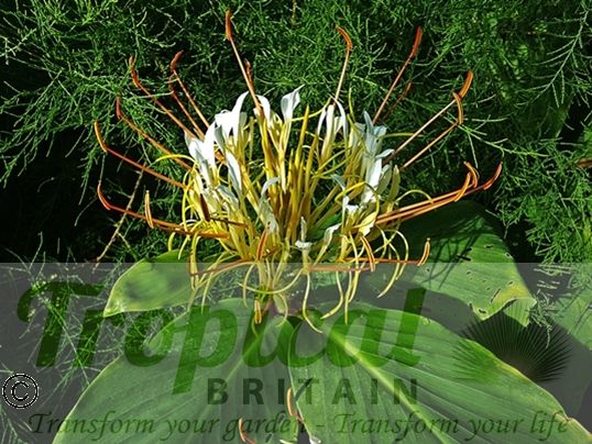 Hedychium ellipticum