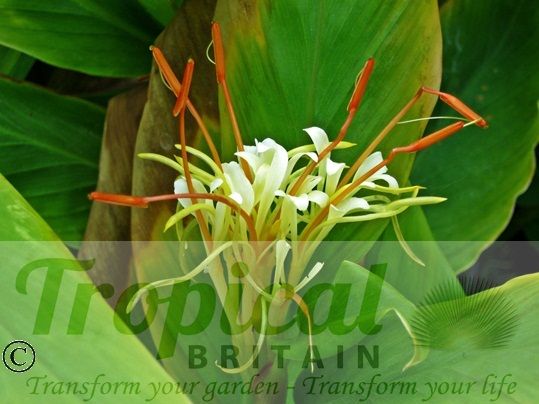 Hedychium ellipticum