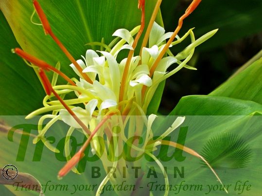 Hedychium ellipticum