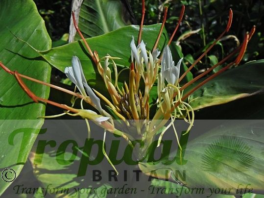 Hedychium ellipticum