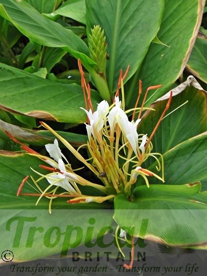 Hedychium ellipticum