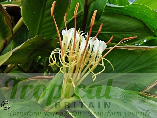 Hedychium ellipticum