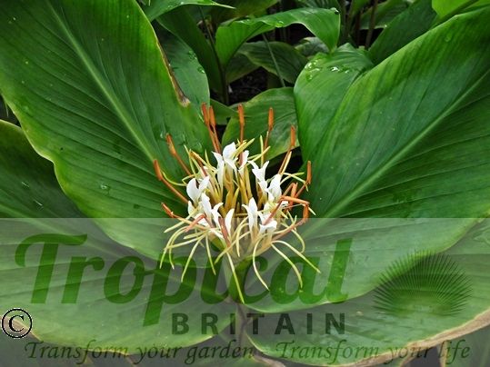 Hedychium ellipticum