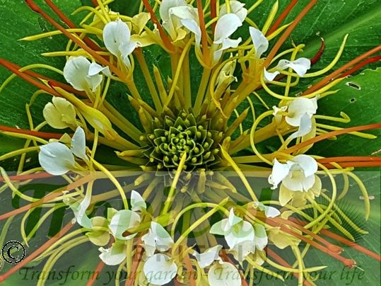 Hedychium ellipticum