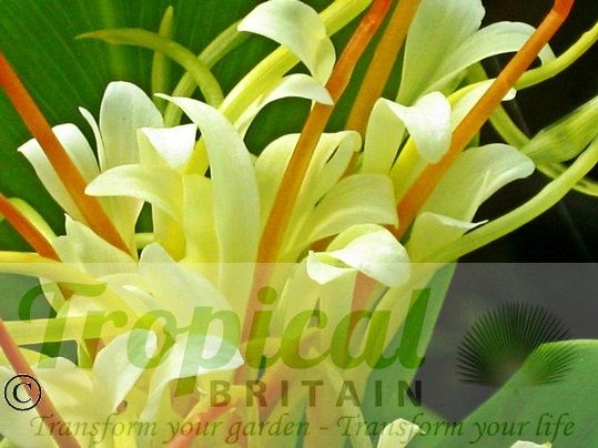 Hedychium ellipticum