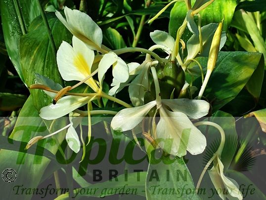 Hedychium flavum