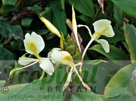 Hedychium flavum