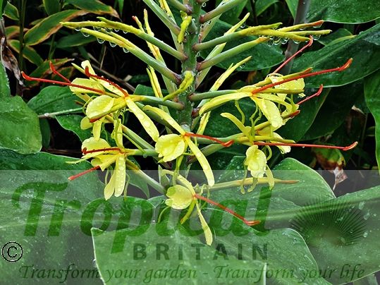 Hedychium gardnerianum