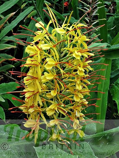 Hedychium gardnerianum
