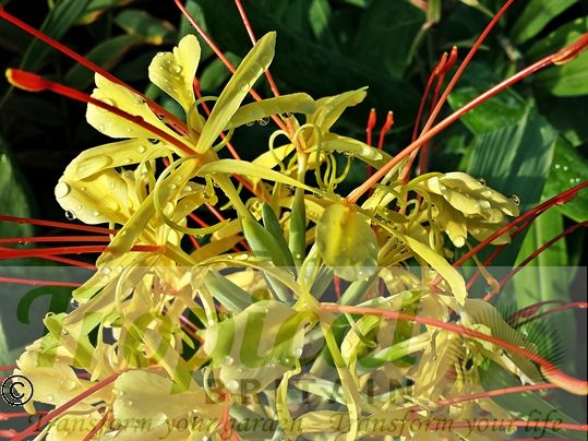 Hedychium gardnerianum