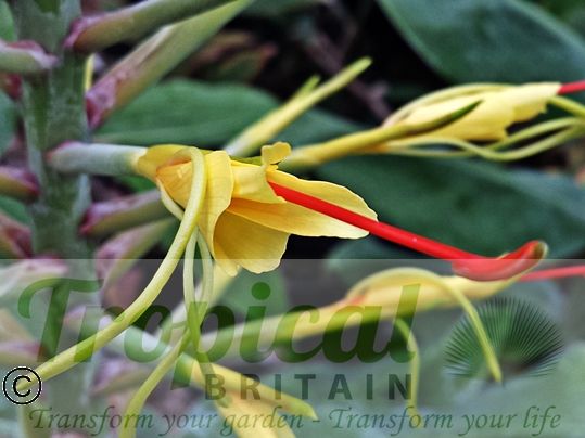 Hedychium gardnerianum