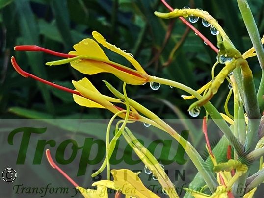 Hedychium gardnerianum