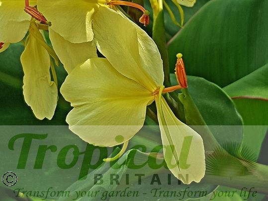 Hedychium gardnerianum