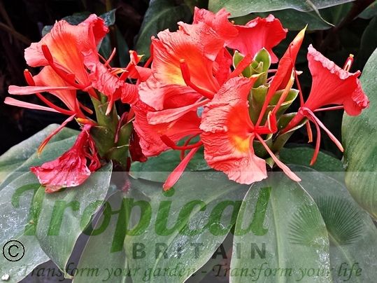 Hedychium greenii