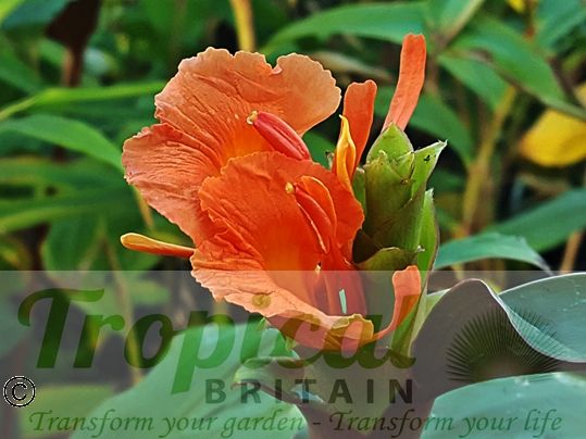 Hedychium greenii