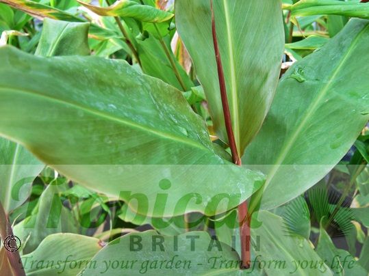 Hedychium greenii