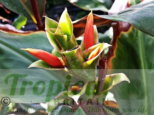 Hedychium greenii - the developing buds are reminiscent of a Bromeliad...