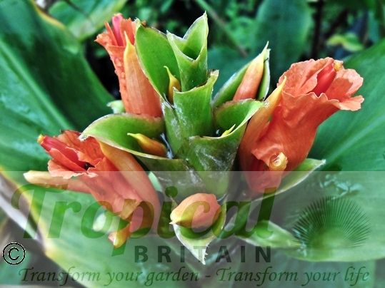Hedychium greenii - flower buds, the day before opening...