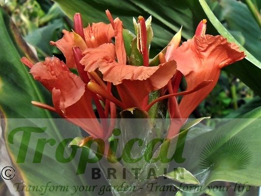 Hedychium greenii